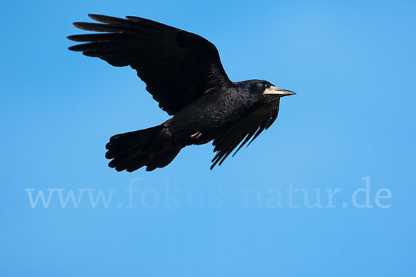 Saatkrähe (Corvus frugilegus)