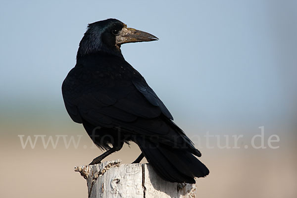 Saatkrähe (Corvus frugilegus)