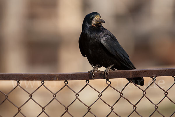 Saatkrähe (Corvus frugilegus)