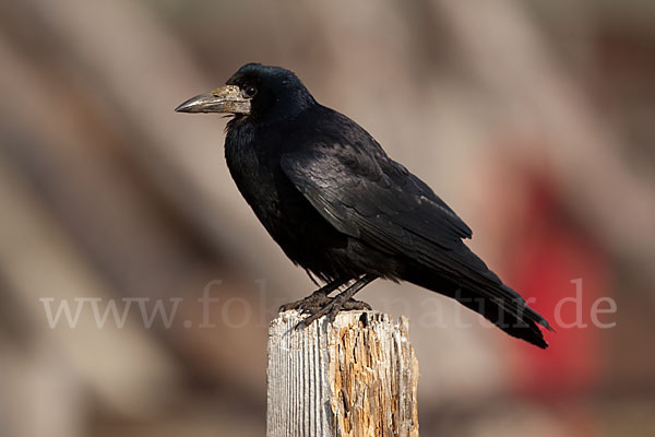 Saatkrähe (Corvus frugilegus)