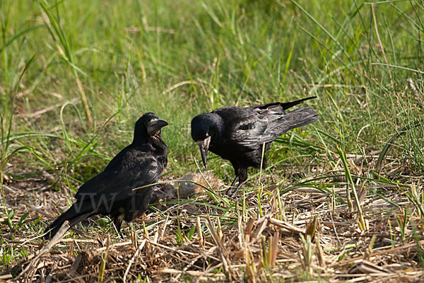 Saatkrähe (Corvus frugilegus)