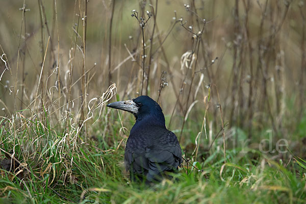 Saatkrähe (Corvus frugilegus)