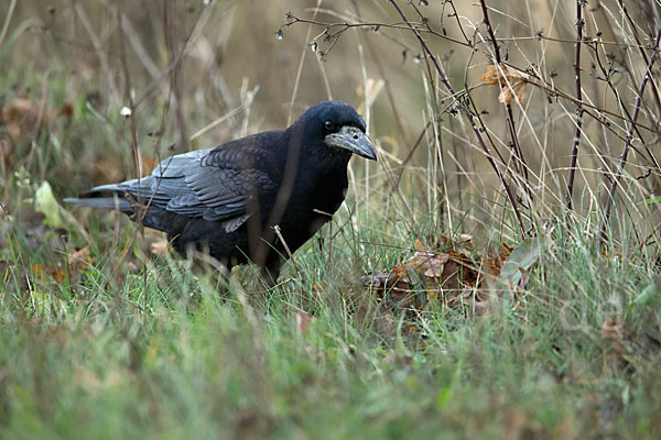 Saatkrähe (Corvus frugilegus)