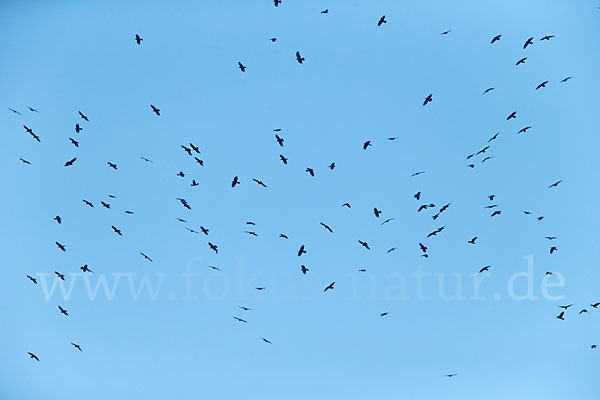 Saatkrähe (Corvus frugilegus)