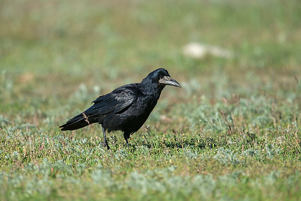 Saatkrähe (Corvus frugilegus)