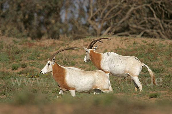 Säbelantilope (Oryx dammah)