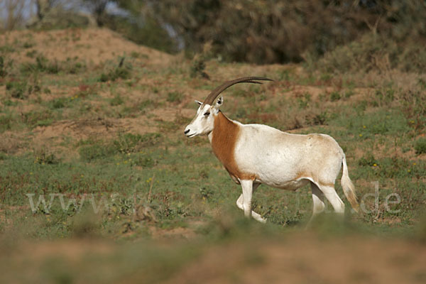 Säbelantilope (Oryx dammah)