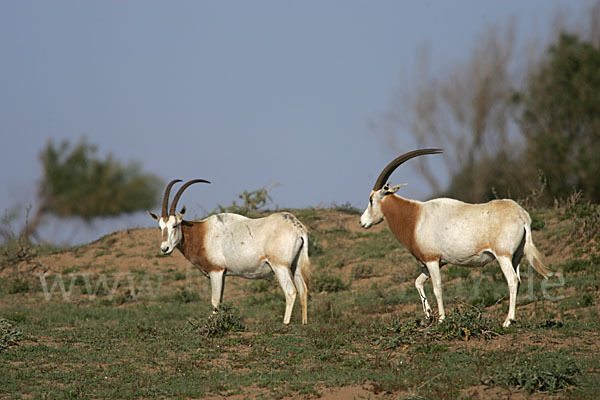 Säbelantilope (Oryx dammah)