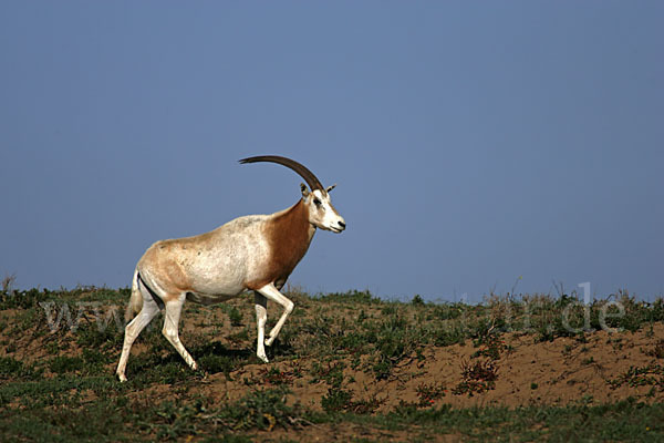 Säbelantilope (Oryx dammah)