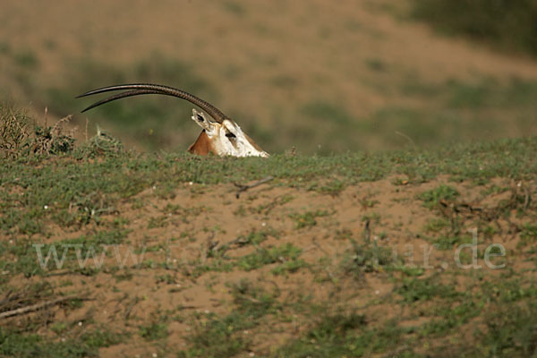 Säbelantilope (Oryx dammah)