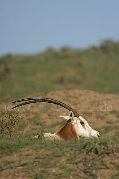 Säbelantilope (Oryx dammah)