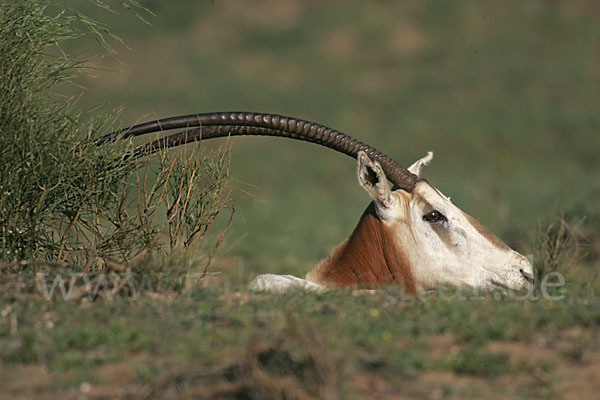 Säbelantilope (Oryx dammah)