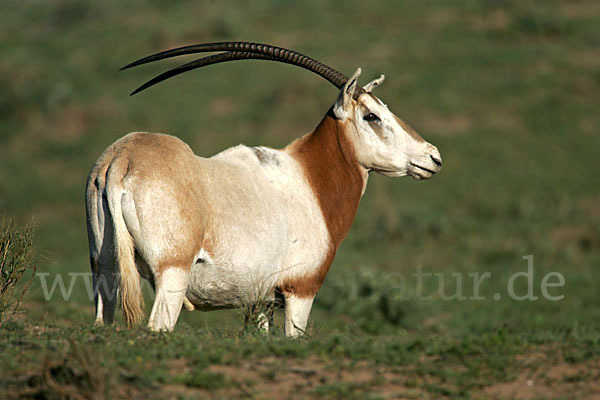 Säbelantilope (Oryx dammah)