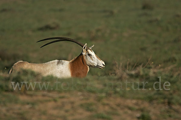 Säbelantilope (Oryx dammah)