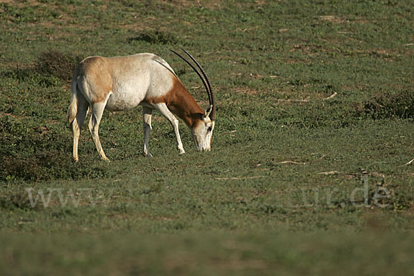 Säbelantilope (Oryx dammah)