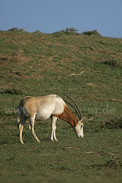 Säbelantilope (Oryx dammah)