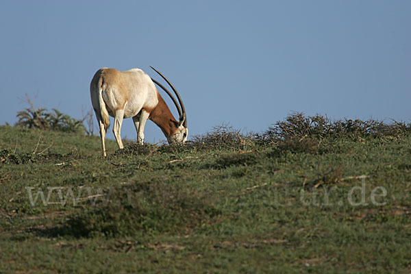 Säbelantilope (Oryx dammah)