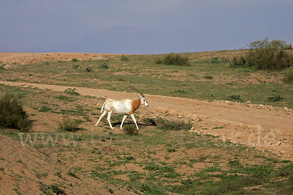 Säbelantilope (Oryx dammah)