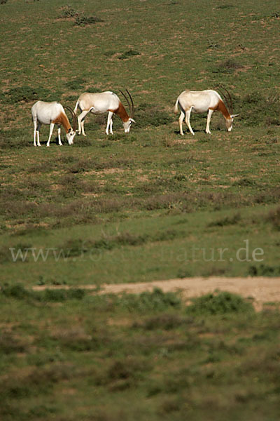 Säbelantilope (Oryx dammah)