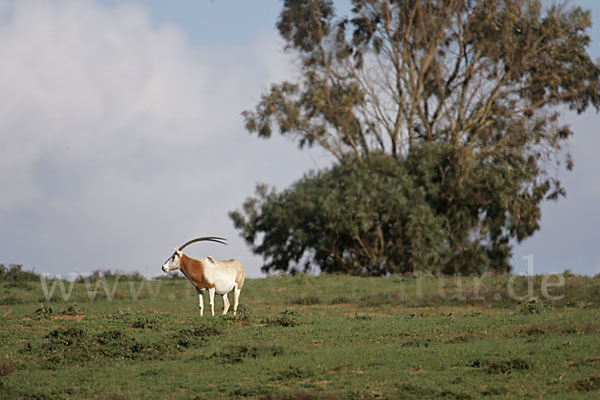 Säbelantilope (Oryx dammah)