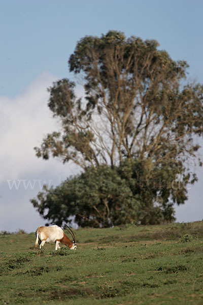 Säbelantilope (Oryx dammah)