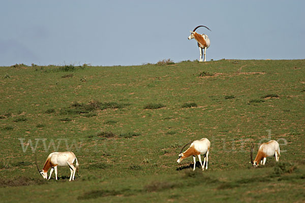 Säbelantilope (Oryx dammah)