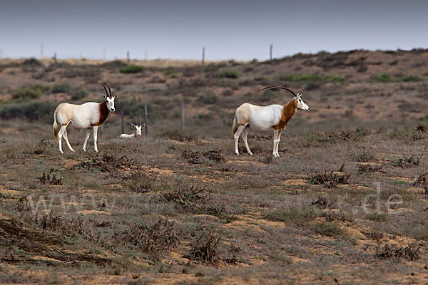 Säbelantilope (Oryx dammah)