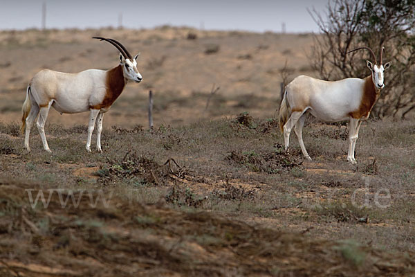 Säbelantilope (Oryx dammah)