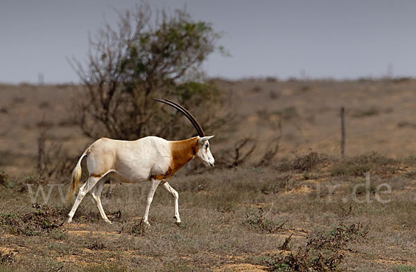 Säbelantilope (Oryx dammah)