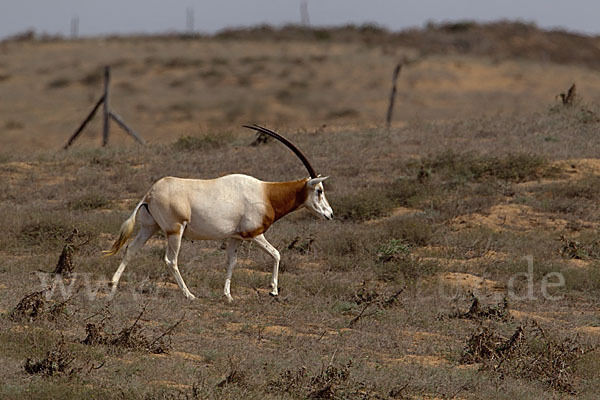 Säbelantilope (Oryx dammah)