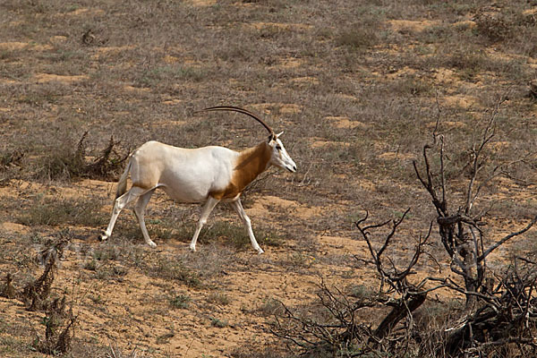 Säbelantilope (Oryx dammah)