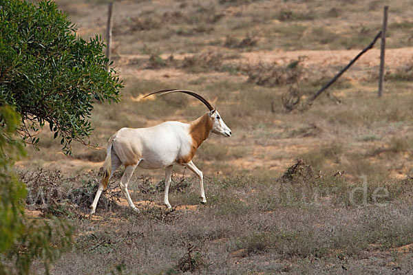 Säbelantilope (Oryx dammah)