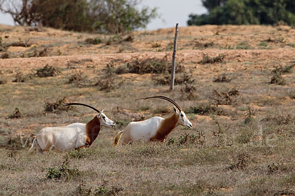 Säbelantilope (Oryx dammah)