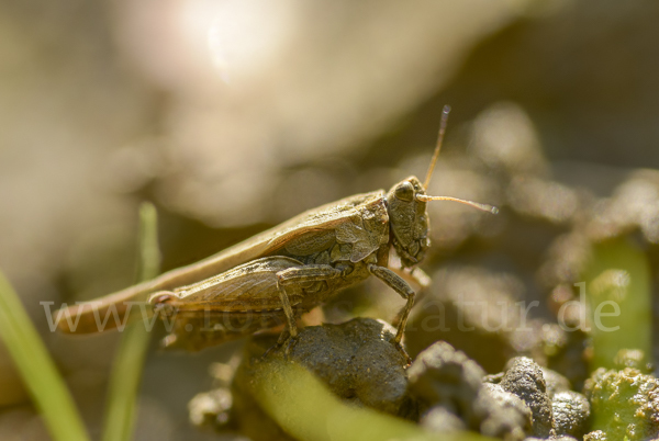 Säbeldornschrecke (Tetrix subulata)