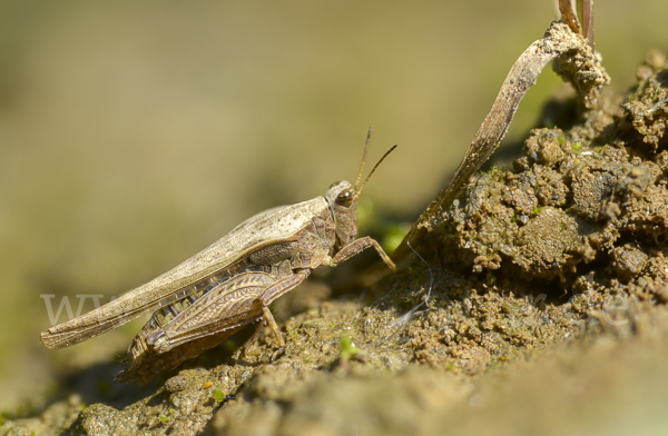 Säbeldornschrecke (Tetrix subulata)