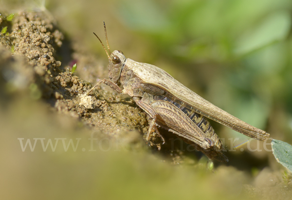 Säbeldornschrecke (Tetrix subulata)