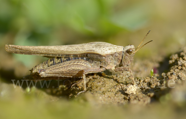 Säbeldornschrecke (Tetrix subulata)