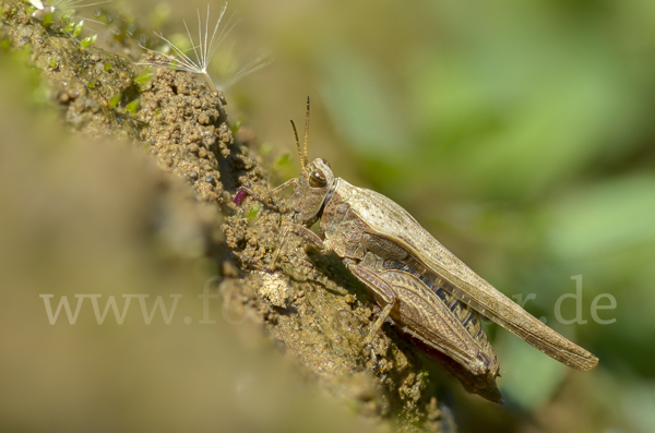 Säbeldornschrecke (Tetrix subulata)