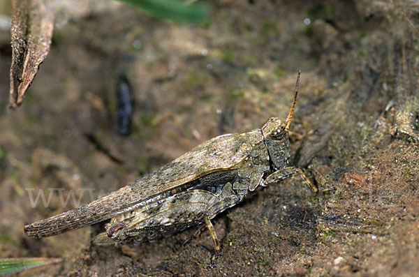 Säbeldornschrecke (Tetrix subulata)