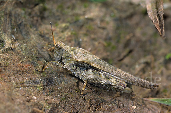Säbeldornschrecke (Tetrix subulata)