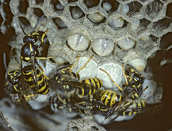 Sächsische Wespe (Dolichovespula saxonia)