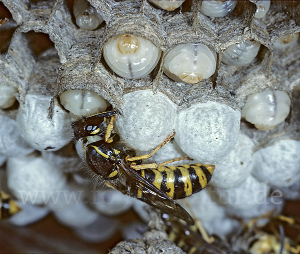 Sächsische Wespe (Dolichovespula saxonia)