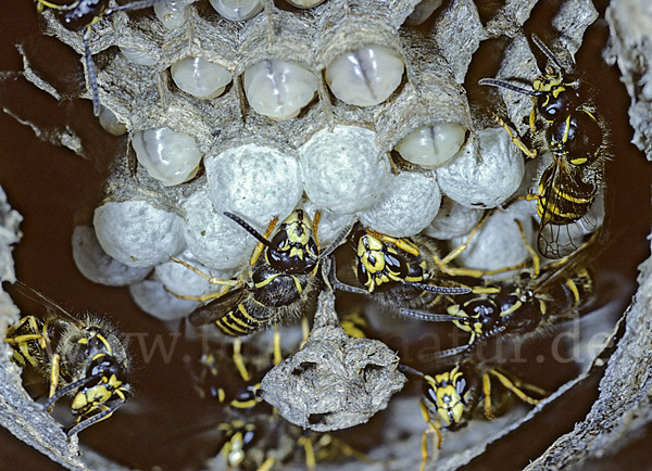 Sächsische Wespe (Dolichovespula saxonia)