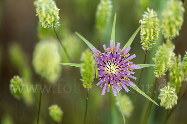 Safranblättriger Bocksbart (Tragopogon crocifolius)