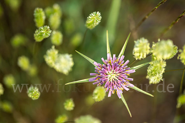 Safranblättriger Bocksbart (Tragopogon crocifolius)