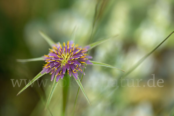 Safranblättriger Bocksbart (Tragopogon crocifolius)