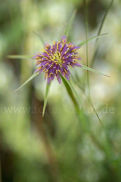 Safranblättriger Bocksbart (Tragopogon crocifolius)