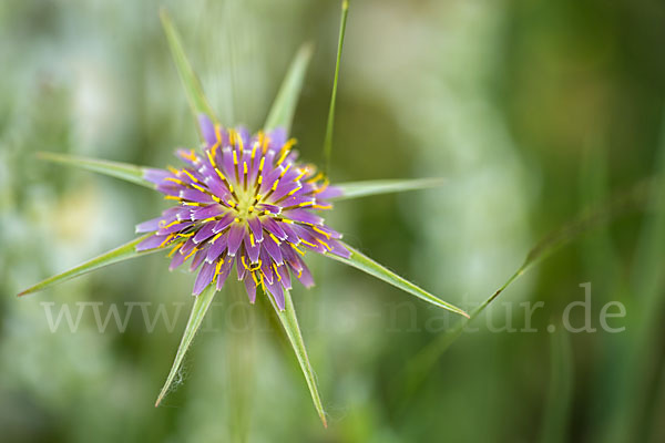 Safranblättriger Bocksbart (Tragopogon crocifolius)