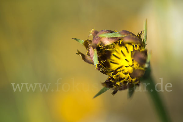 Safranblättriger Bocksbart (Tragopogon crocifolius)