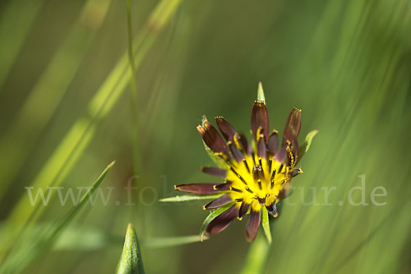 Safranblättriger Bocksbart (Tragopogon crocifolius)